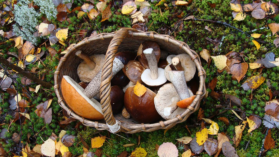 Fall season of mushrooms Falciani Venice